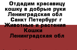 Отдадим красавицу-кошку в добрые руки - Ленинградская обл., Санкт-Петербург г. Животные и растения » Кошки   . Ленинградская обл.